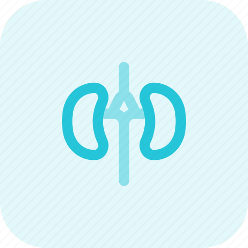 Kidney, organ, renal icon - Download on Iconfinder