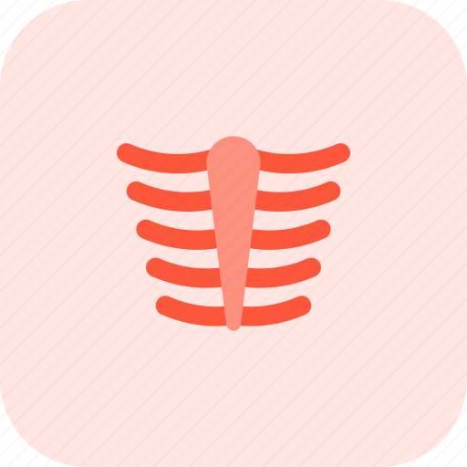 Ribcage, vertebral, ribs icon - Download on Iconfinder
