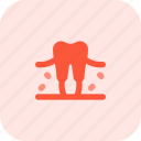 tooth, dental, organ