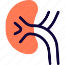 kidney, organ, healthcare
