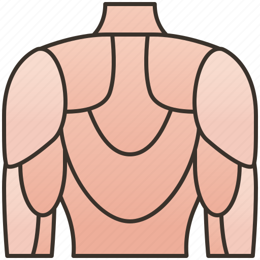 Back, body, dorsal, human, muscular icon - Download on Iconfinder
