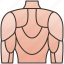 back, body, dorsal, human, muscular 