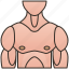 bodybuilder, chest, human, muscular, torso 