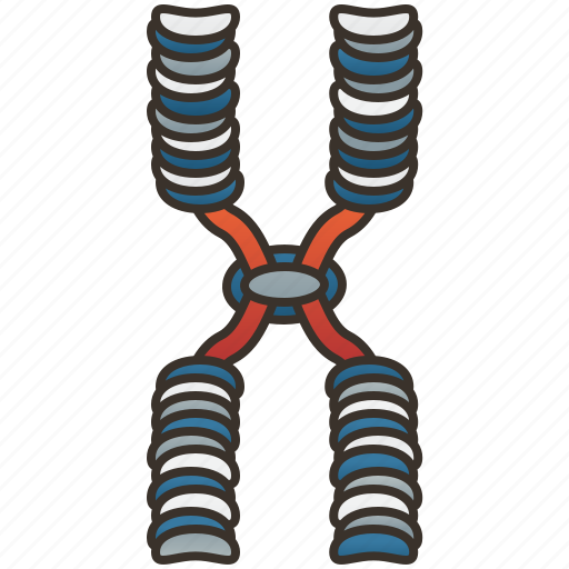 Chromatid, chromosome, dna, genetic, molecular icon - Download on Iconfinder