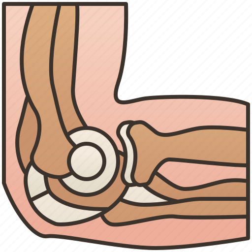 Anatomy, elbow, joint, ligament, muscle icon - Download on Iconfinder