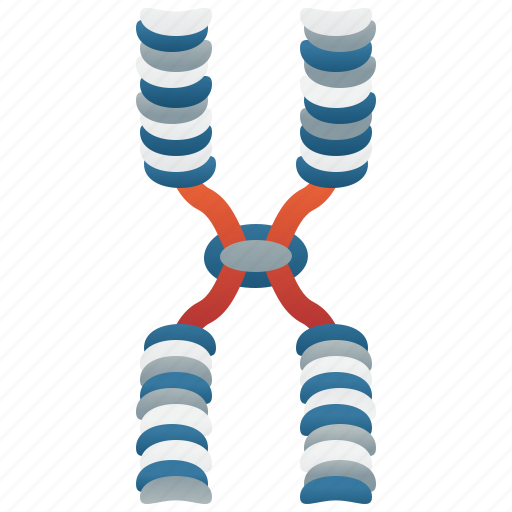Chromatid, chromosome, dna, genetic, molecular icon - Download on Iconfinder