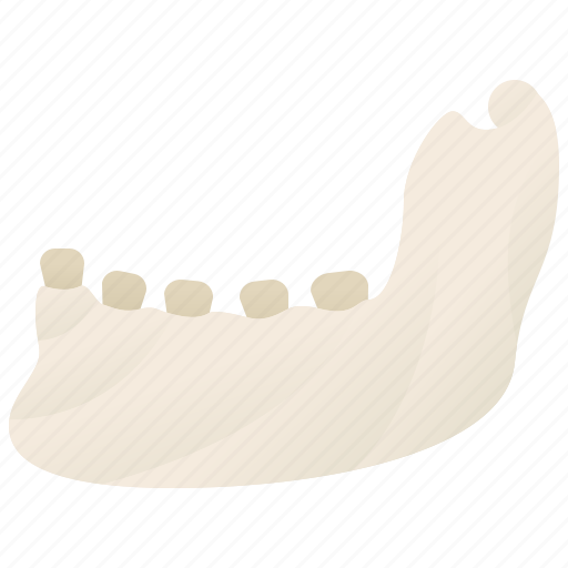 Bone, human, jaw, mandible, teeth icon - Download on Iconfinder