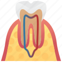 anatomy, dental, gums, tooth, vessels