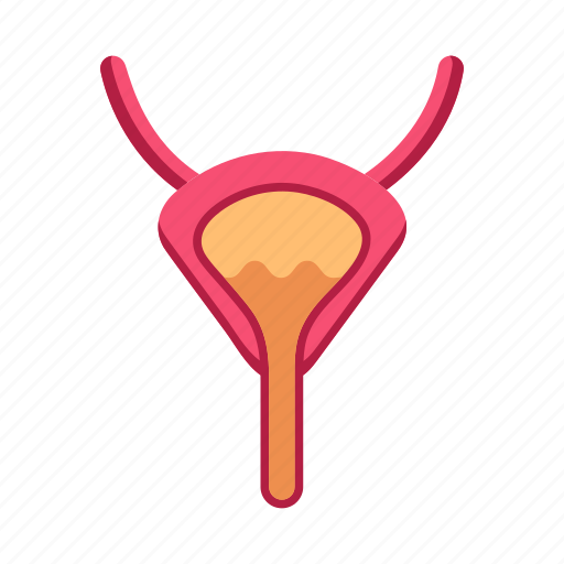 Bladder, organ, healthcare, medical, anatomy icon - Download on Iconfinder