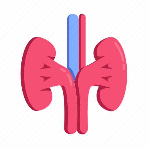 Kidney, healthcare, organ, medical, health icon - Download on Iconfinder