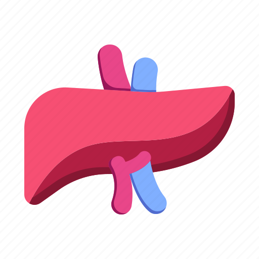 Liver, organ, healthcare, medical, anatomy icon - Download on Iconfinder