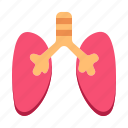 lungs, organ, healthcare, medical, anatomy