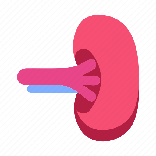 Spleen, organ, healthcare, medical, anatomy icon - Download on Iconfinder