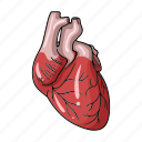 anatomy, heart, human, internal, medicine, organ