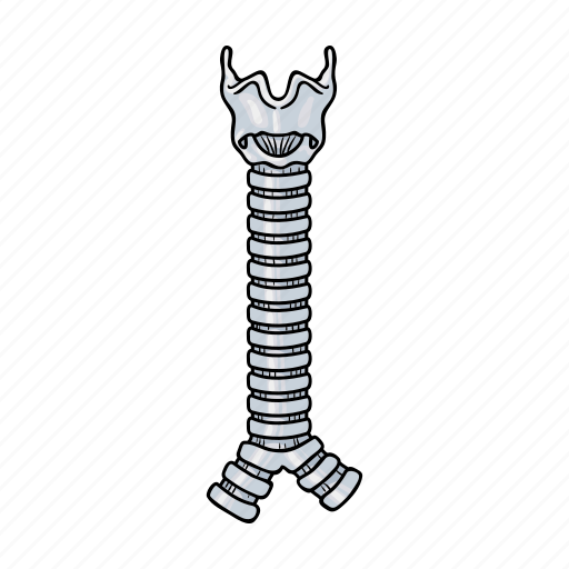 Anatomy, backbone, human, internal, medicine, organ, spine icon - Download on Iconfinder