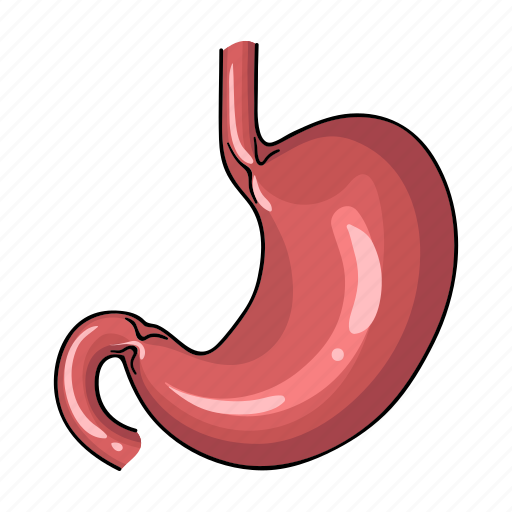 Anatomy, human, internal, medicine, organ, stomach icon - Download on Iconfinder