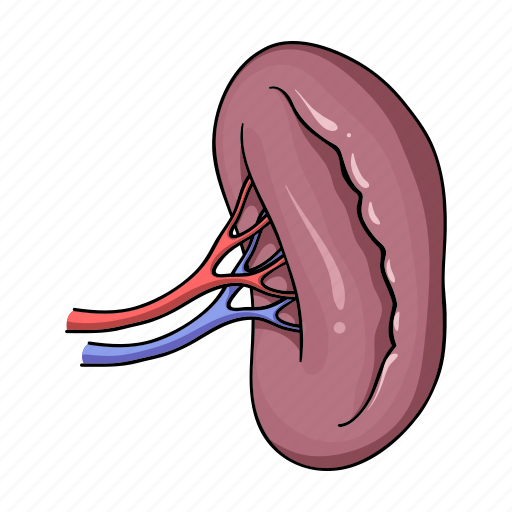 Anatomy, human, internal, kidneys, medicine, organ icon - Download on Iconfinder