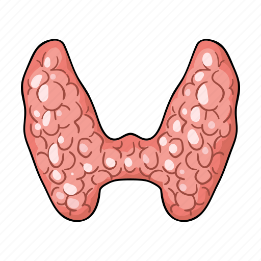 Anatomy, human, internal, medicine, organ, thyroid, thyroid gland icon - Download on Iconfinder