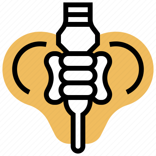 Anatomy, bone, hip, organ, pelvis icon - Download on Iconfinder
