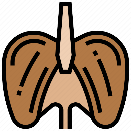 Abdomen, anatomy, cavity, diaphragm, organ icon - Download on Iconfinder