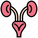 bladder, kidneys, nephron, organ, urine