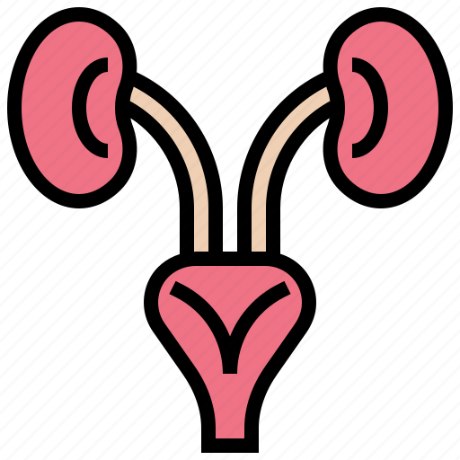 Bladder, kidneys, nephron, organ, urine icon - Download on Iconfinder