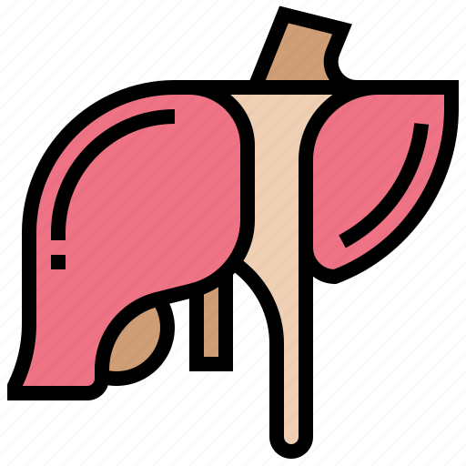 Abdomen, anatomy, liver, metabolism, organ icon - Download on Iconfinder