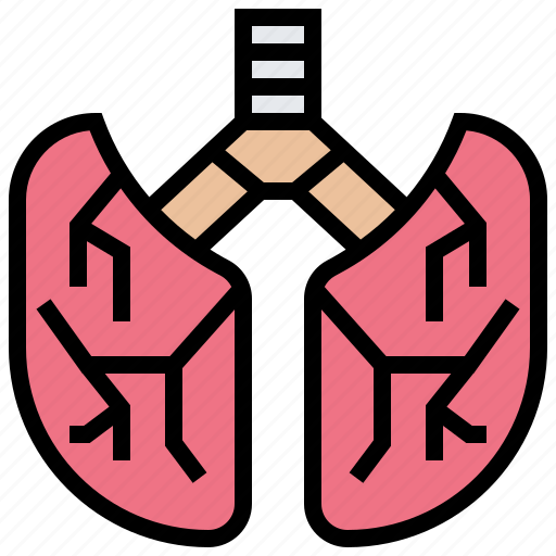 Air, anatomy, lungs, organ, respiration icon - Download on Iconfinder