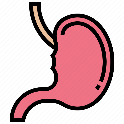 Abdomen, digestion, gaster, organ, stomach icon - Download on Iconfinder