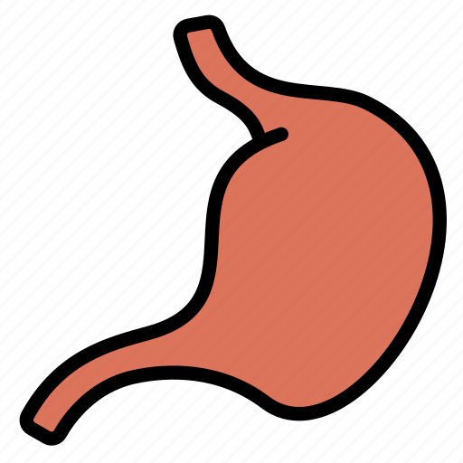 Anatomy, digestion, gastroenterology, organ, stomach icon - Download on Iconfinder
