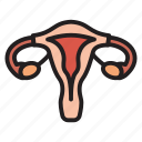 female, gynecology, organ, uterus, vagina