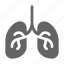 lung, organ, respiratory 