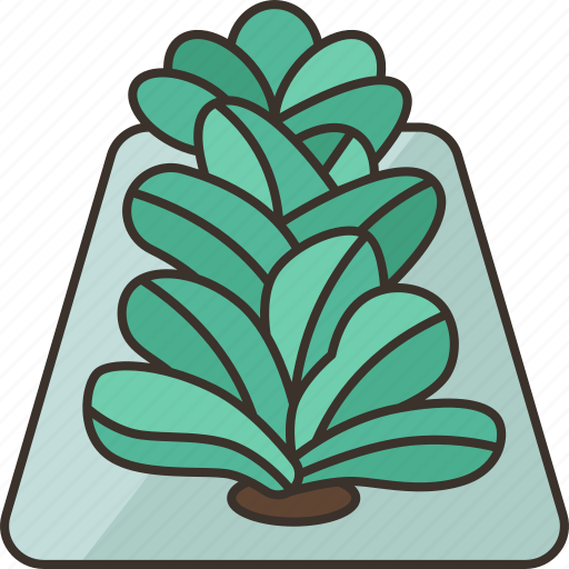 Vegetable, farm, lettuce, hydroponics, agriculture icon - Download on Iconfinder