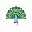 peacock, feather, wildlife, endemic