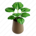 calathea, orbifilia, indoor plant, botanical, gardening, nature, plant, calathea orbifolia, foliage 