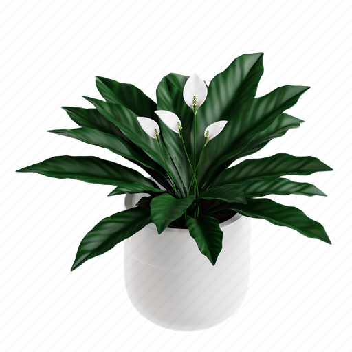 Peace, lily, plant, indoor plant, botanical, gardening, nature 3D illustration - Download on Iconfinder