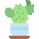 cactus, indoor, plants, plant, pot, botanical, decoration