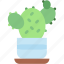 cactus, indoor, plants, plant, pot, botanical, decoration 