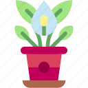 lily, house, plants, nature, decoration, plant, pot