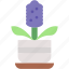 hyacinth, plants, house, decoration, botanical, nature 