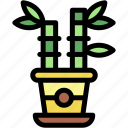 bamboo, plant, pot, indoor, plants, house, botanical