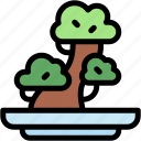 bonsai, botanical, garden, plant, pot, nature, gardening