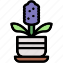 hyacinth, plants, house, decoration, botanical, nature
