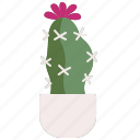 moon, cactus, botanical, dry, plant