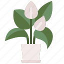 anthurium, blossom, flowers, petals, botanical