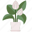 anthurium, blossom, flowers, petals, botanical 