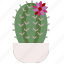 cactus, nature, plant, dessert, dry 