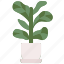 fiddle, leaf, botany, indoor, plant, pot 