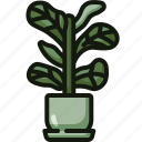 fiddle, leaf, fig, botany, indoor, plants, decor, plant, pot