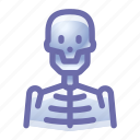 skeleton, xray, x-ray 